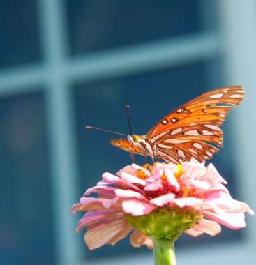 Körfez fritillary kelebek pembe zinnia üzerinde