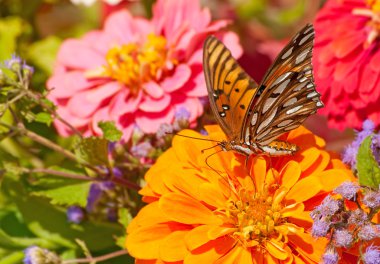 Beautiful Gulf Fritillary butterfly feeding on a flower