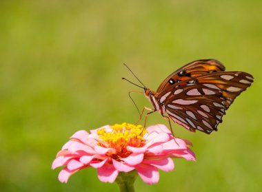 Ventral view of a beautiful Agraulis vanillae clipart