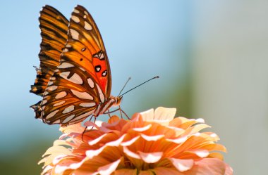 Agraulis Vanillae, Gulf Fritillary butterfly clipart