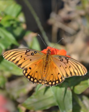 Körfez fritillary kelebek turuncu zinnia besleme