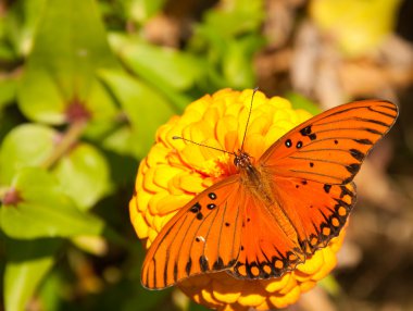 Brilliant orange Gulf Fritillary butterfly clipart