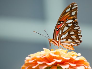 Gulf Fritillary butterfly feeding clipart