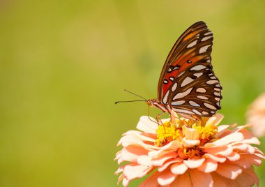 Orange, black and silver Gulf Fritillary on a salmon colored Zinnia clipart