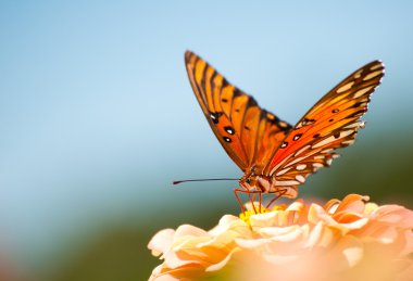 Colorful Gulf Fritillary, Agraulis vanillae clipart