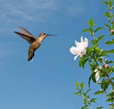 Colibrí garganta de rubí alimentándose de flor althea