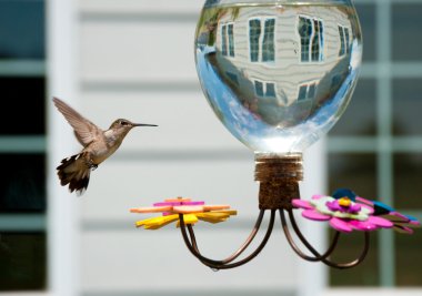 Hummingbird at the feeder in the garden of a house clipart
