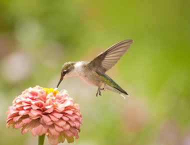 Beautiful Hummingbird feeding on a light pink Zinnia clipart