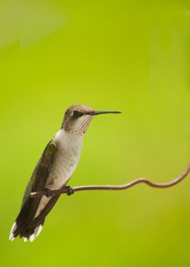 Beautiful juvenile male hummingbird sitting on a wire clipart