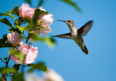 Ruby-throated Hummingbird feeding on a light pink Hibiscus clipart