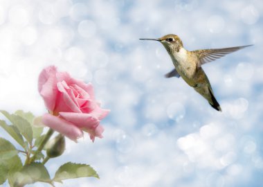 Dreamy image of a Hummingbird hovering close to a Rose clipart