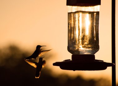 Silhouette of a Hummingbird hovering, getting ready to feed clipart