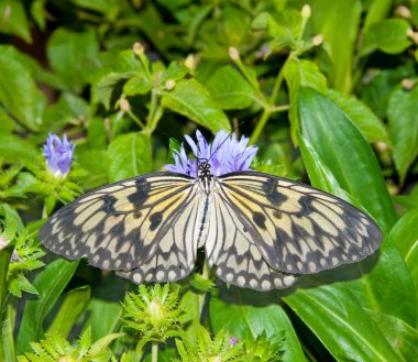 Paper Kite, Idea Leuconoe butterfly clipart