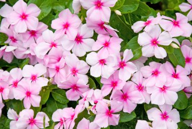 Colorful Impatiens Flowers clipart