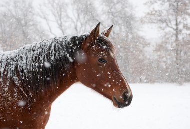 Red bay horse in heavy snow fall with snow all over her clipart