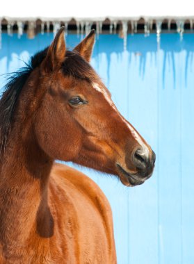 Red bay horse against bright blue barn in winter clipart