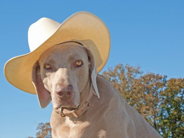 Humorous image of a Weimaraner dog with a cowboy hat clipart