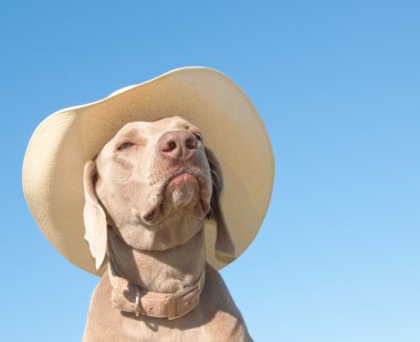 Funny image of a Weimaraner dog in a cowboy hat clipart