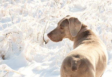 Weimaraner dog in a frozen, snowy winter world clipart