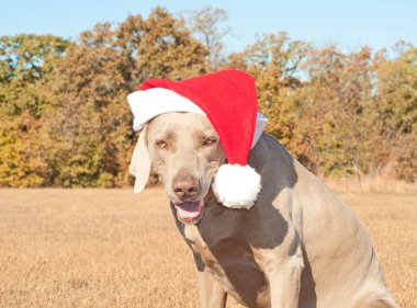 Humorous image of Santa's little canine helper clipart