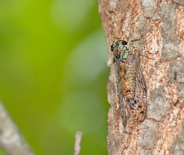 Grand Western Cicada camouflaged on Oak tree — Stock Photo, Image