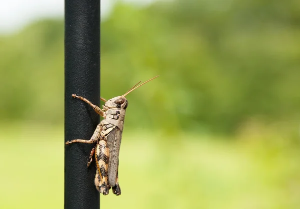 Spur-throated gräshoppa — Stockfoto