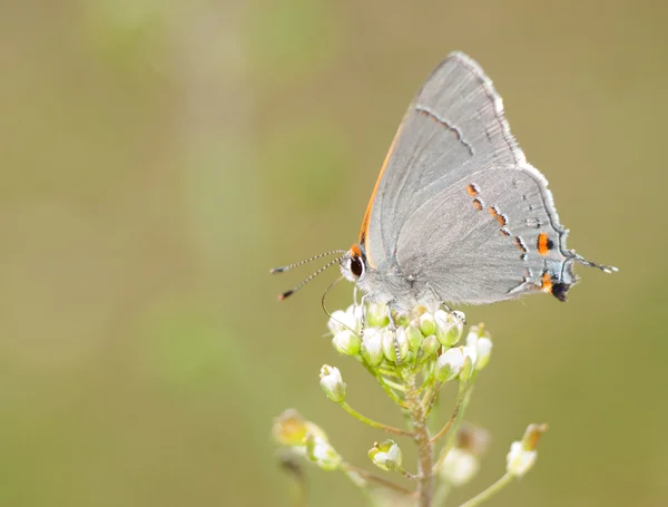Tiny, delicate Gray Hairstreak butterfly — Stock Photo, Image