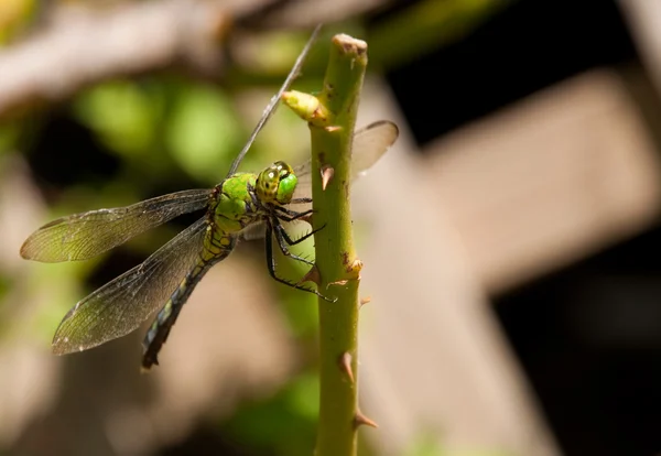Grüne Libelle, die auf einem Rosenstamm ruht — Stockfoto