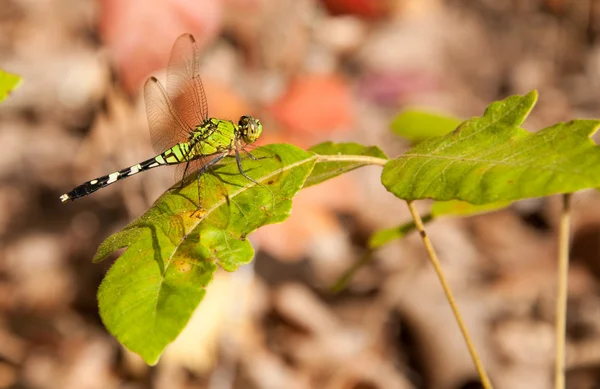 Green Clearwing dragonfly — Stock Photo, Image