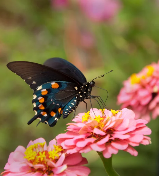 Zielony swallowtail motyl na podwójny różowy Cynia — Zdjęcie stockowe