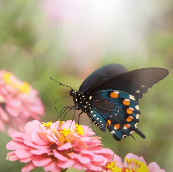 Imagen de ensueño de una mariposa cola de golondrina verde sobre un Zinnia rosa — Foto de Stock