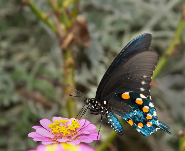 Hafif pembe zinnia yeşil swallowtail kelebek — Stok fotoğraf