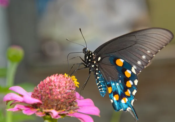 Papillon hirondelle verte sur Zinnia rose — Photo