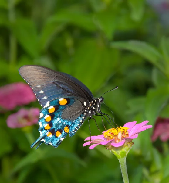 关于简单粉红色百日草的绿色燕尾蝴蝶 — 图库照片