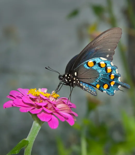 Basit koyu pembe zinnia yeşil swallowtail kelebek — Stok fotoğraf