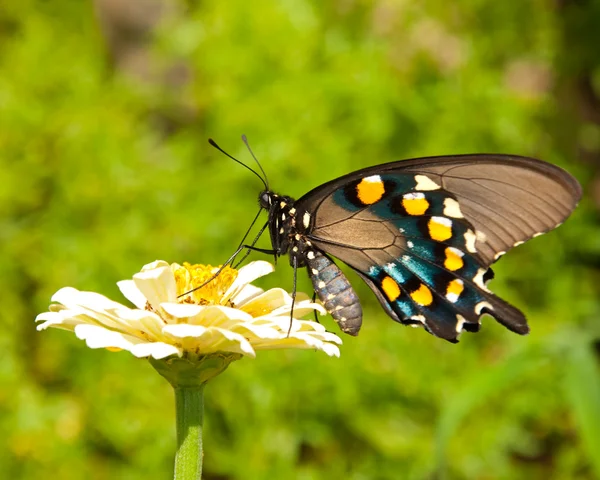 Green Swallowtail butterfly on pale yellow Zinnia — Stock Photo, Image