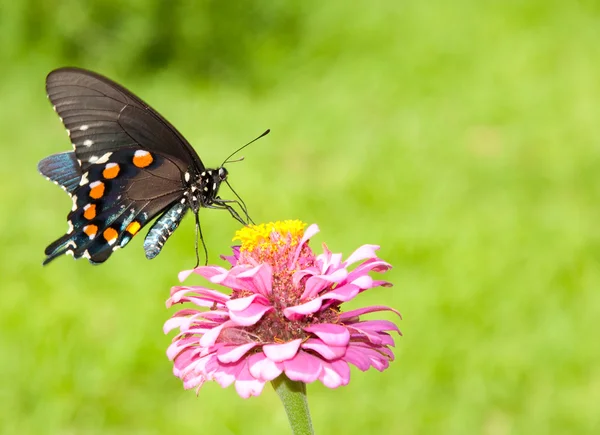 Zinnia üzerinde yeşil swallowtail — Stok fotoğraf