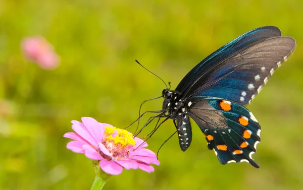 ピンクのヒャクニチソウ上湾ヒョウモンドクチョウという蝶 — ストック写真