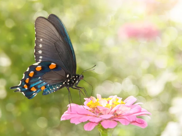 Immagine da sogno di una farfalla verde coda di rondine su una Zinnia rosa — Foto Stock