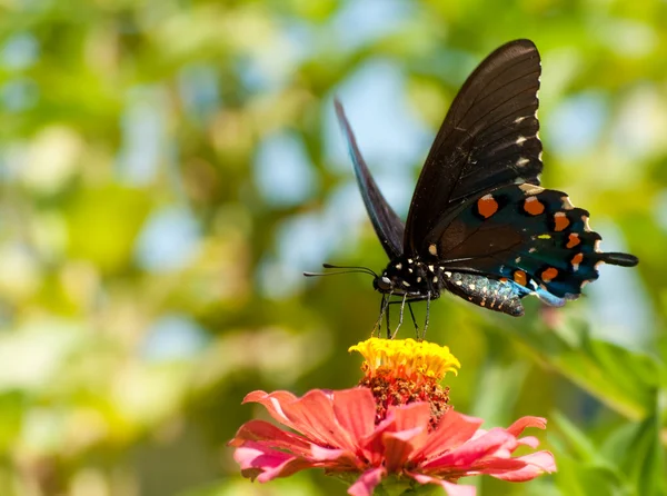 Yeşil swallowtail Beaten philenor kelebek — Stok fotoğraf