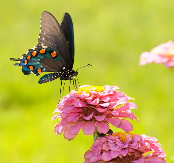 Borboleta de rabo de andorinha verde bonita alimentando-se de uma flor — Fotografia de Stock