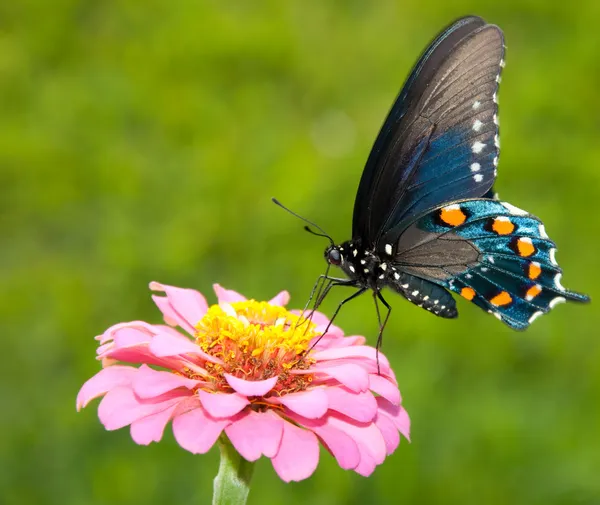 Яркая радужная зелёная ласточковая бабочка — стоковое фото