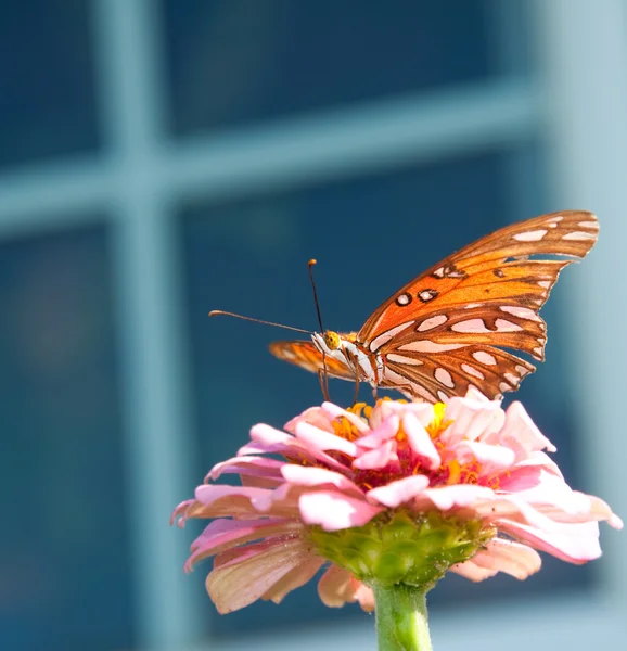 Бабочка из Персидского залива на розовой Циннии — стоковое фото