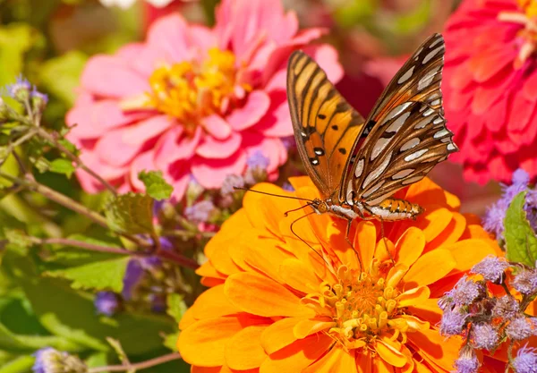 Beautiful Gulf Fritillary butterfly feeding on a flower — Stok fotoğraf