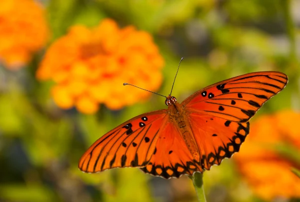 Dorsální pohled zálivu fritillary motýl — Stock fotografie