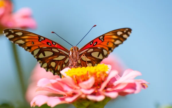 Vista frontale di una farfalla colorata del Golfo Fritillary — Foto Stock