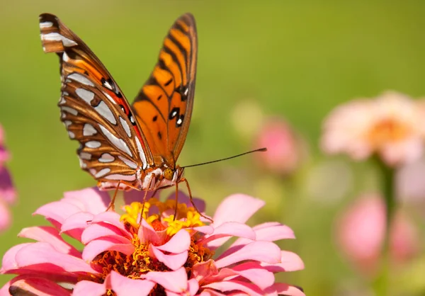 Front view of a beautiful, colorful Gulf Fritillary butterfly — Stock Photo, Image