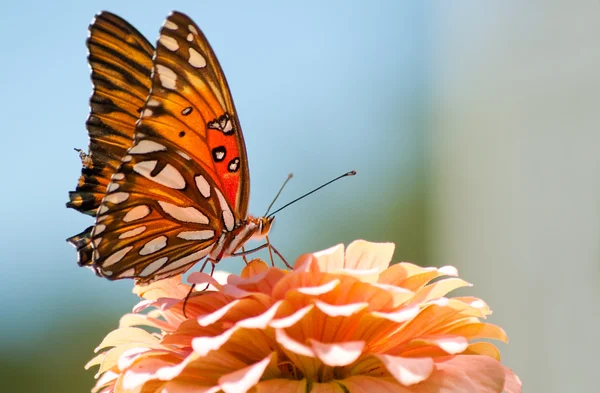 Agraulis Vanillae, Gulf Fritillary butterfly — Stock Photo, Image