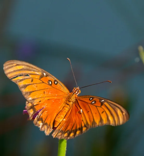 Vista dorsal de una colorida mariposa fritillaria del Golfo —  Fotos de Stock