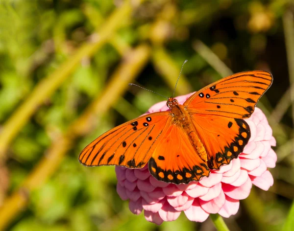 Dorsal view of a beautiful Gulf Fritillary butterfly — Stock Photo, Image